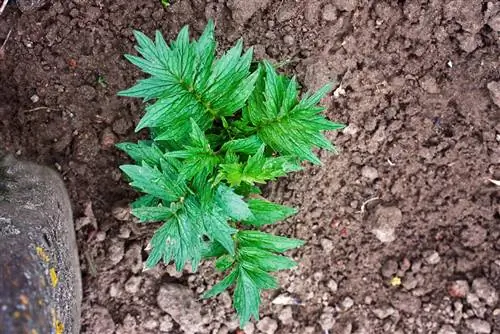 valerian young plant