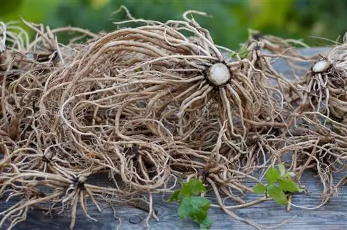 valerian drying