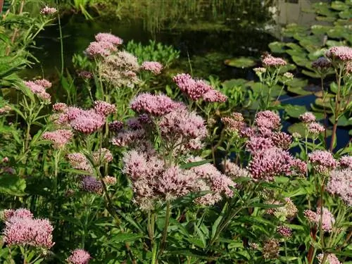 Den perfekta platsen för valeriana: Så här trivs den bäst