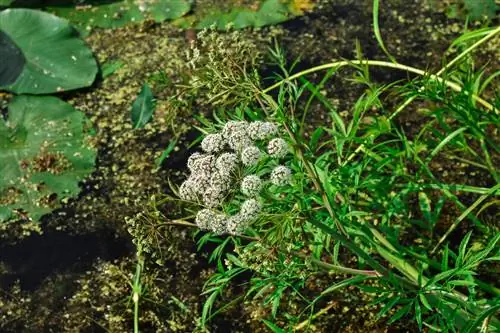 Rischio di confusione con la valeriana