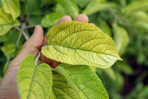 Hortensia me mungesë magnezi