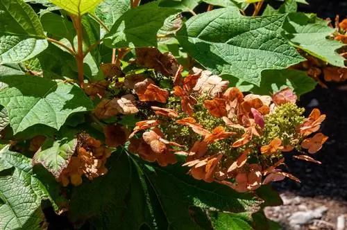 hortensia's-bruine bloemen