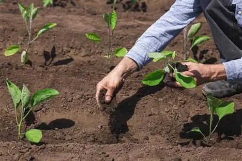 Properly planting eggplants outdoors: tips & tricks