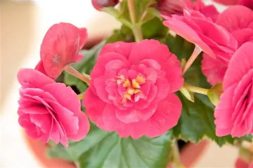 Moho de begonia: control y prevención eficaces