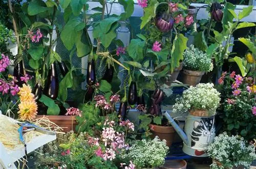 Successfully cultivating eggplants on the balcony: This is how it works