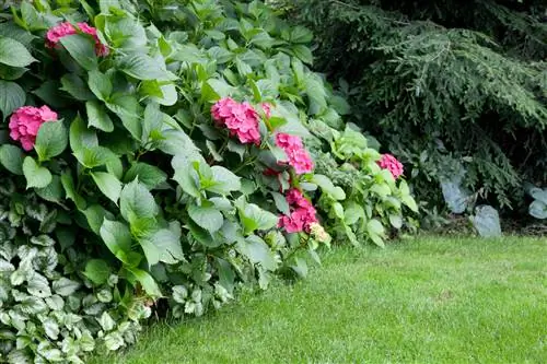 tempat tidur teduh dengan hydrangea