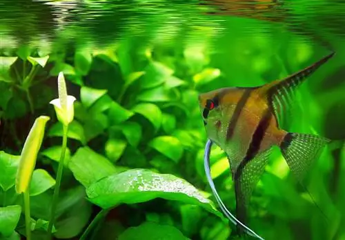 anubias-nở-dưới nước