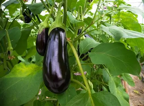 feuilles d'aubergine