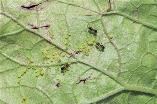 Plantluise op die eiervrug: wat om te doen en hoe om dit te voorkom?