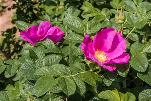 plantas de rosa silvestre