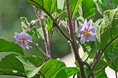 impollinare le melanzane