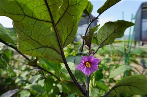 Fjern aubergine første blomster