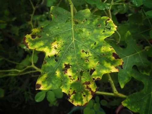 Eggplant brown spots leaves