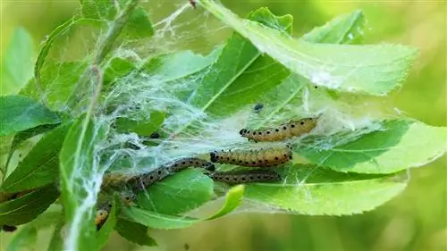 Luchando contra las polillas araña