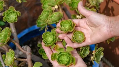 aeonium arboreum branches