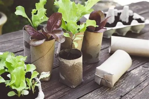 Macetas de cultivo hechas con rollos de papel higiénico.