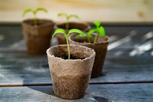 cultiver des tomates en pots