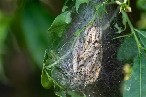 spinnekop mot boom