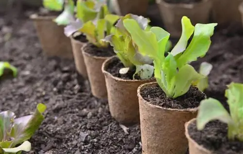 Plantando vasos com plantio