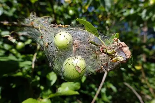 polilla de la ciruela