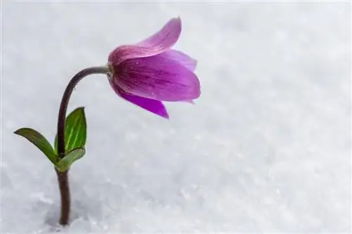 jautrus šalčiui anemonas