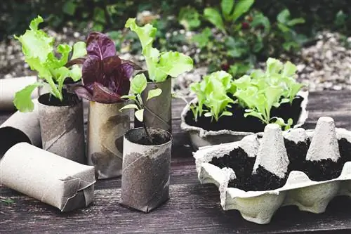 Homemade seed trays: Use cheap alternatives