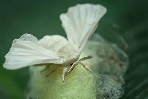 Papillons de soie fascinants : les avons-nous aussi avec nous ?