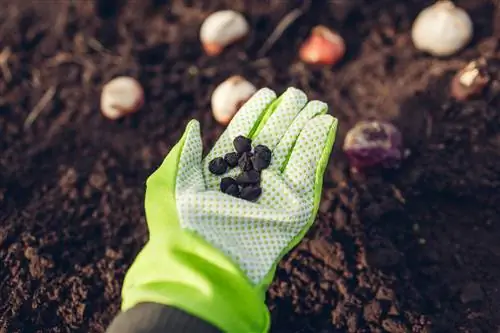 Dvigubų anemonų sodinimas: tinkamas laikas ir patarimai