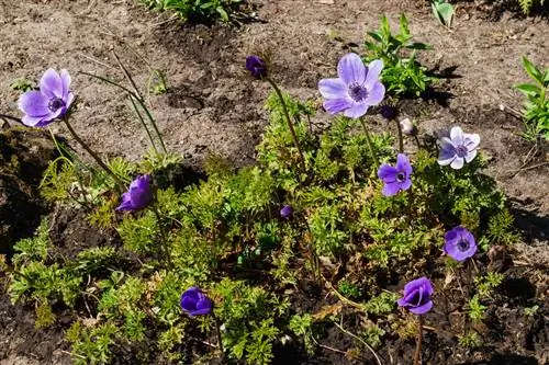 Pagpapalaganap ng anemone: tatlong pamamaraan sa isang sulyap