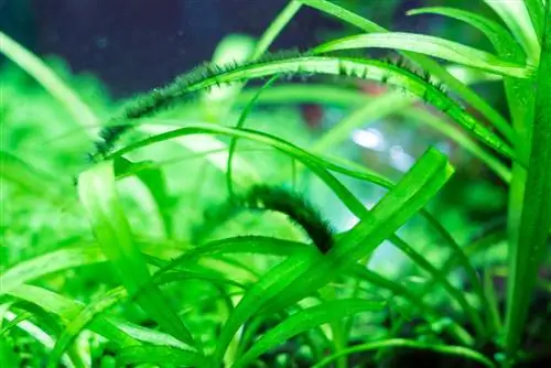 akvarium bitkilərindən yosunların çıxarılması