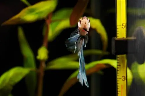 Plantas de acuario a 30 grados: Las mejores variedades de un vistazo