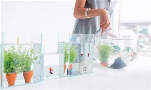 Aquariumplanten desinfecteren: effectieve methoden en tips