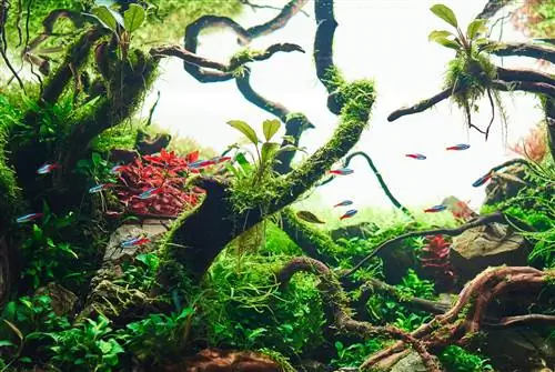 በ aquarium ውስጥ ያለው የመሬት ሽፋን፡ አስደናቂ ምርጫ እና እንክብካቤ ምክሮች