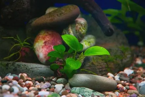 aquarium plants don't grow