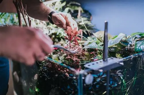 aquarium plant cutting