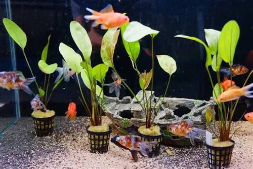 የ aquarium ተክሎችን በድስት ውስጥ መትከል