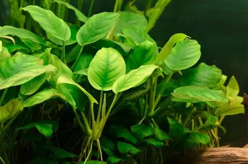 Low-CO2 aquarium: The ideal plant species for this