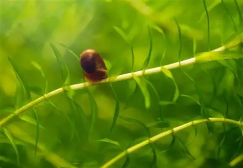 débarrasser les plantes d'aquarium des escargots