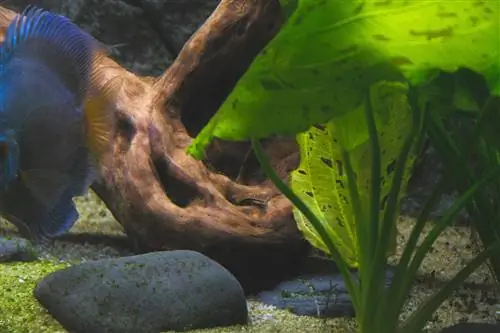 le piante dell'acquario diventano trasparenti