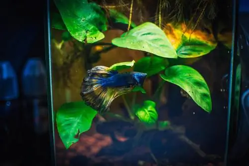 Herken en corrigeer tekortkomingen bij aquariumplanten