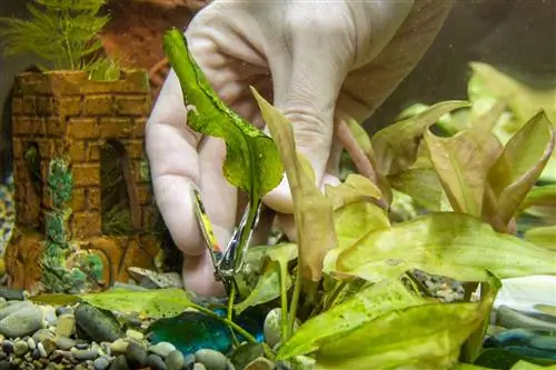 plantas de aquário ficam marrons