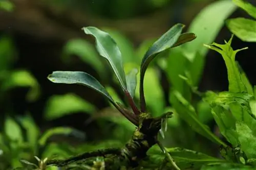 ¿Poca luz en el acuario? Estas plantas son ideales