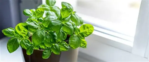 Basil on the windowsill: tips for optimal growth