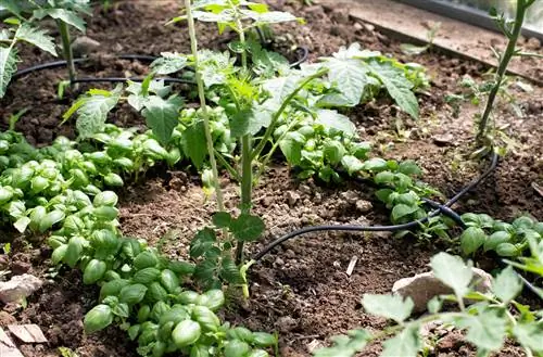 albahaca en invernadero