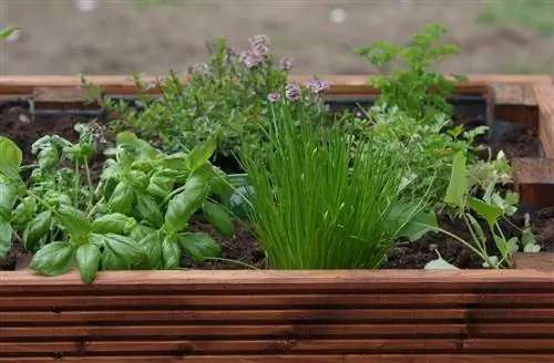 Basil in raised beds: Why it grows better than in a pot