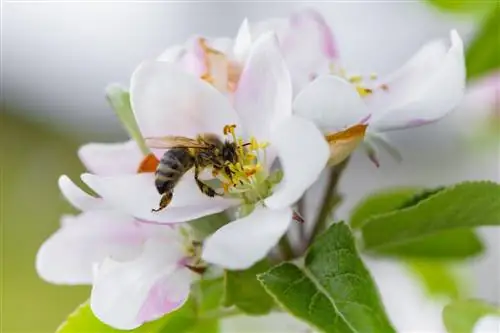 Elstar appelboom en bemesting: dit moet je weten