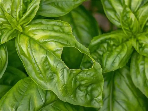 Basil eaten: These pests are responsible