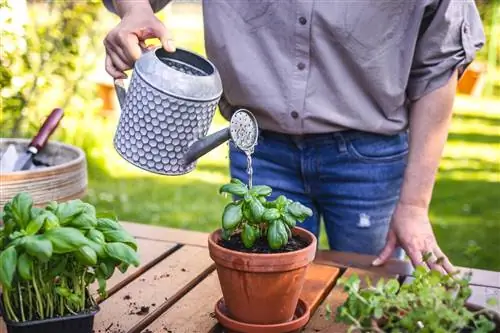 Arrosage du basilic : c'est ainsi que vous arrosez les herbes culinaires de manière optimale