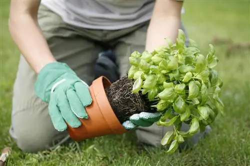 basil soil molds