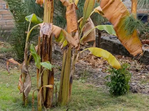 Votre banane est congelée ? Comment les reconnaître et les sauvegarder